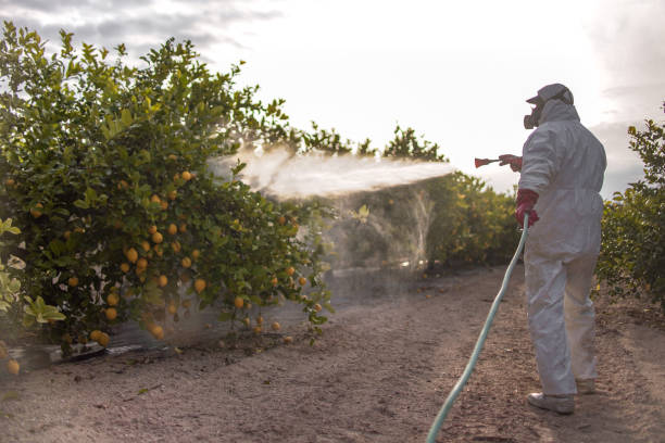 Best Local Pest Control Services  in Lockhart, TX