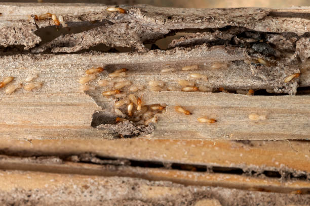 Best Local Pest Control Services  in Lockhart, TX